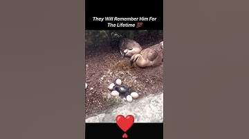 Amazing Rescue: Man Saves Duck Eggs from Hungry Snake #love