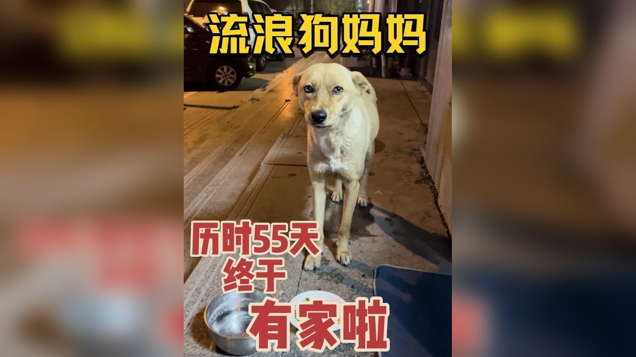 历时55天，大黄终于有家了，视频有点长，请大家慢慢看完！