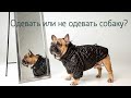 Одевать или не одевать собаку? To dress or not to dress your dog?