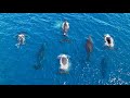 MADAGASCAR, Humpback Whales: Amazing Planet (4K) 2022