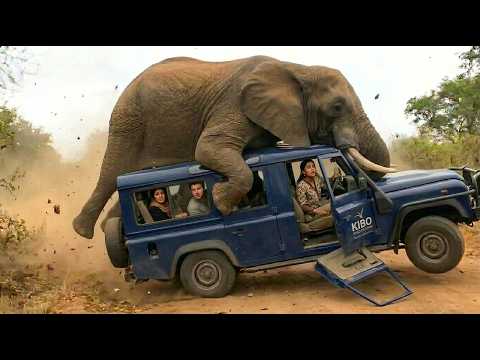 Strange Animal Behavior Caught on Camera That Left Experts Searching for Answers