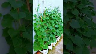Homegrown Cucumbers: Your Ultimate Guide to Container Gardening 🥒