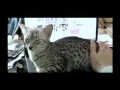 Egyptian Mau vocalizations - the 'mreh' の動画、YouTube動画。