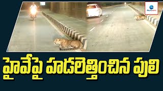 హైవే పై హడలెత్తించిన పులి | Tiger on the highway | ZEE Telugu News screenshot 1
