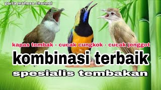 Masteran Full Isian Tembakan KAPAS TEMBAK - CUCAK CUNGKOK - CUCAK JENGGOT