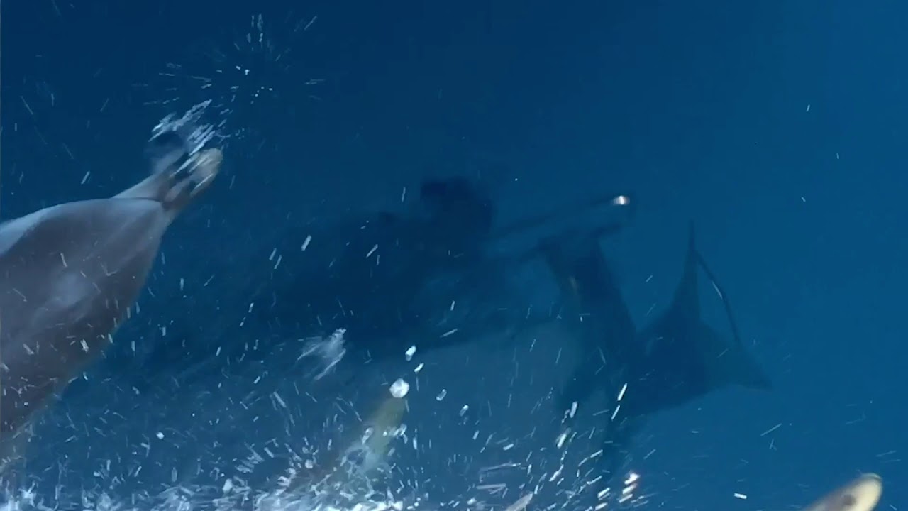 Project: Freedom For Dolphins