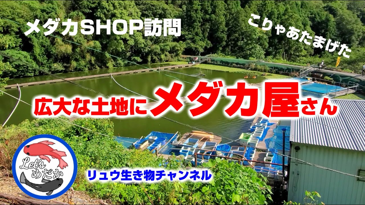 Hidden Gem Medaka Shop] Unbeatable Prices! Kikusui Fishing Pond