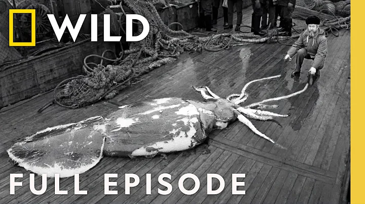 Hunt for the Giant Squid | SPECIAL | Nat Geo Animals