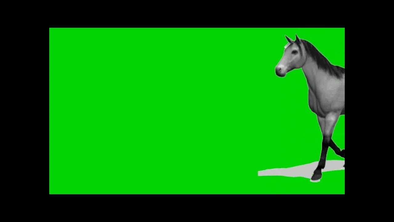 green screen horse walking across screen YouTube