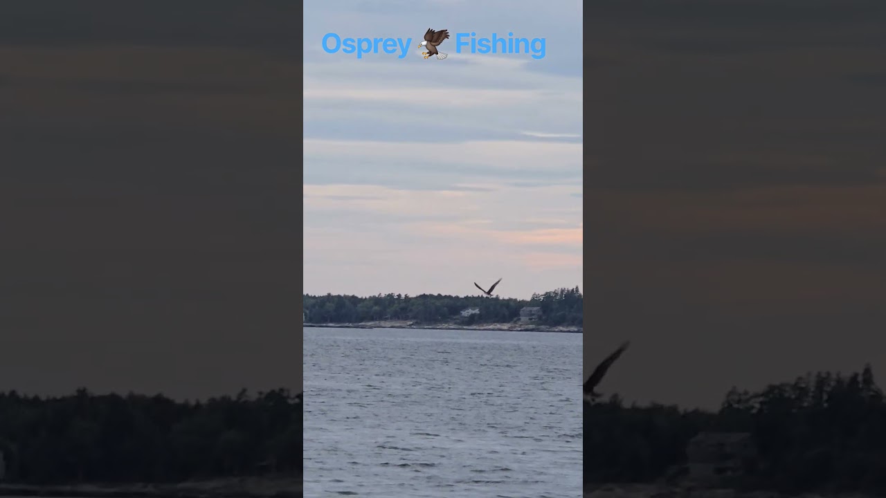 Osprey 🦅Fishing near Cliff Island 🏝 Maine #ospreycam #mackerelfishing #maine