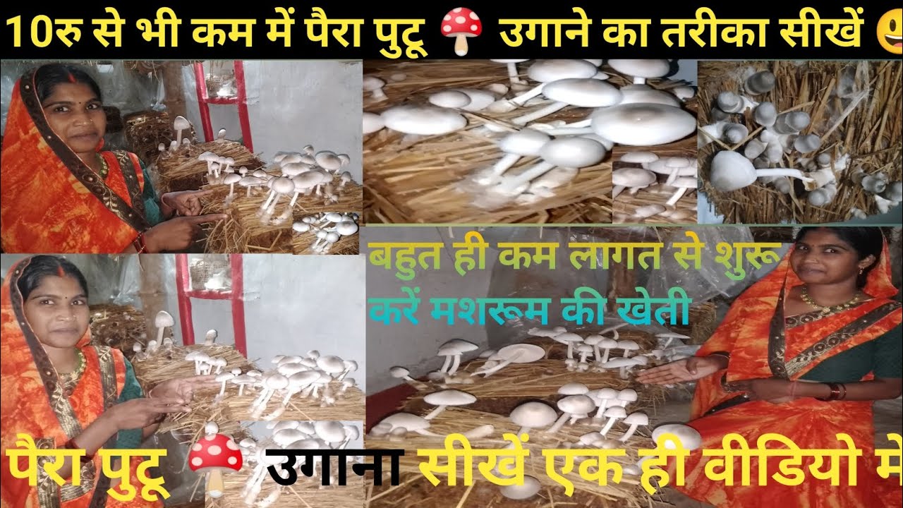 paira putu🍄ki kheti kaise kare?पैरा पुटू🍄मशरूम की खेती कैसे करें?mushroom 🍄 ki kheti kaise kare 🍄🍄🍄