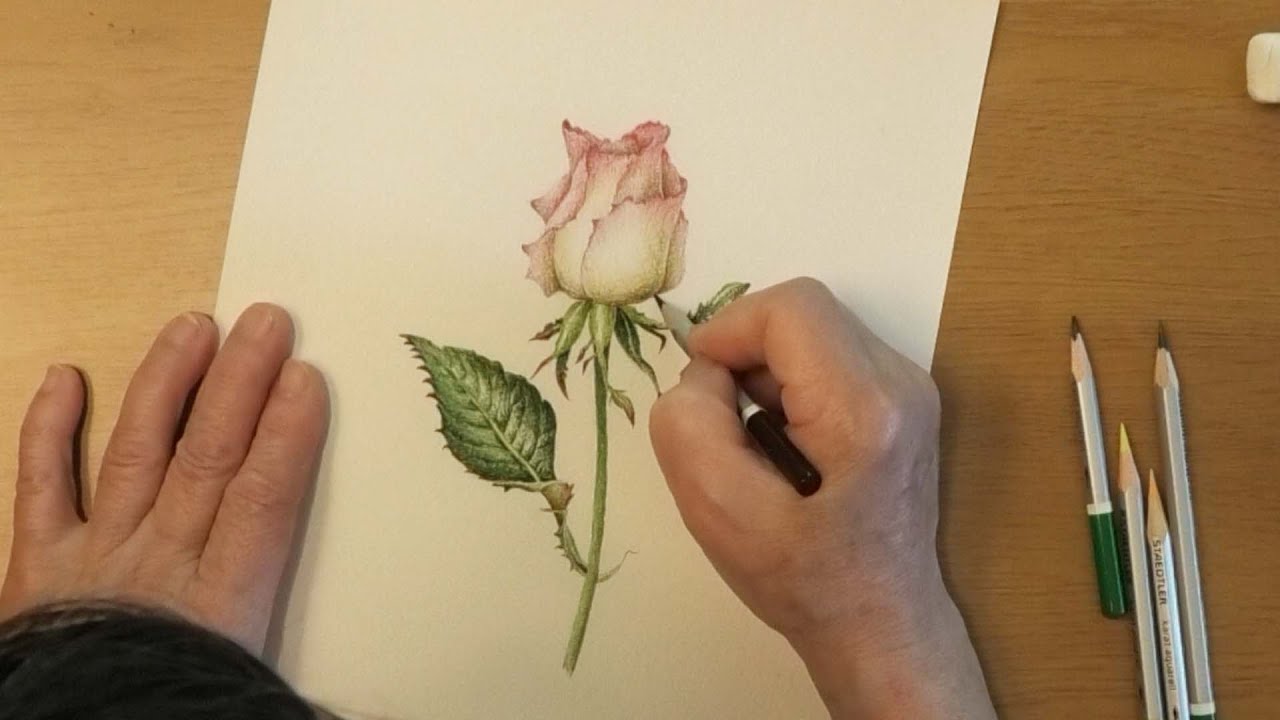 野村陽子のボタニカルアートレッスンブック : 色えんぴつで描く 野村陽子のボタニカルアートレッスンブック : 色えんぴつで描く