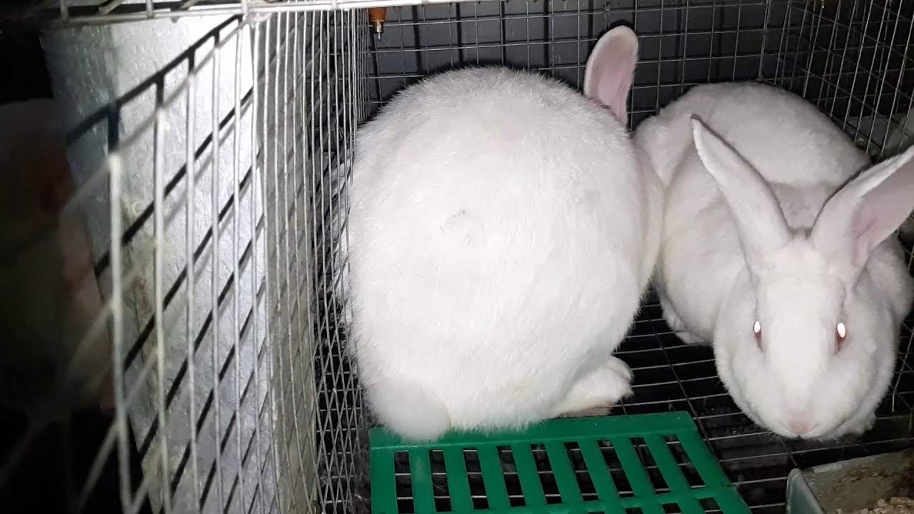 Хиколь l КРОЛИКИ l Ремонтных самочек в работу I New Zealand Rabbits for sale