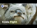 Male Koalas Battle over a Female