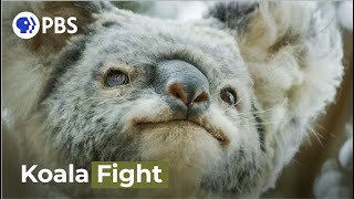 Male Koalas Battle over a Female