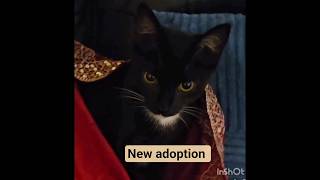 Revan Bonding With New Adopted Kitten