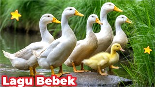 BEBEK BEBEK BERENANG KWEK KWEK LAGU BEBEK CICAK DI DINDING BEBEK WARNA WARNI BEBEK NYANYI ASLI LUCU
