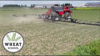 Look back to go forward on broadleaf herbicide resistance management | Wheat School