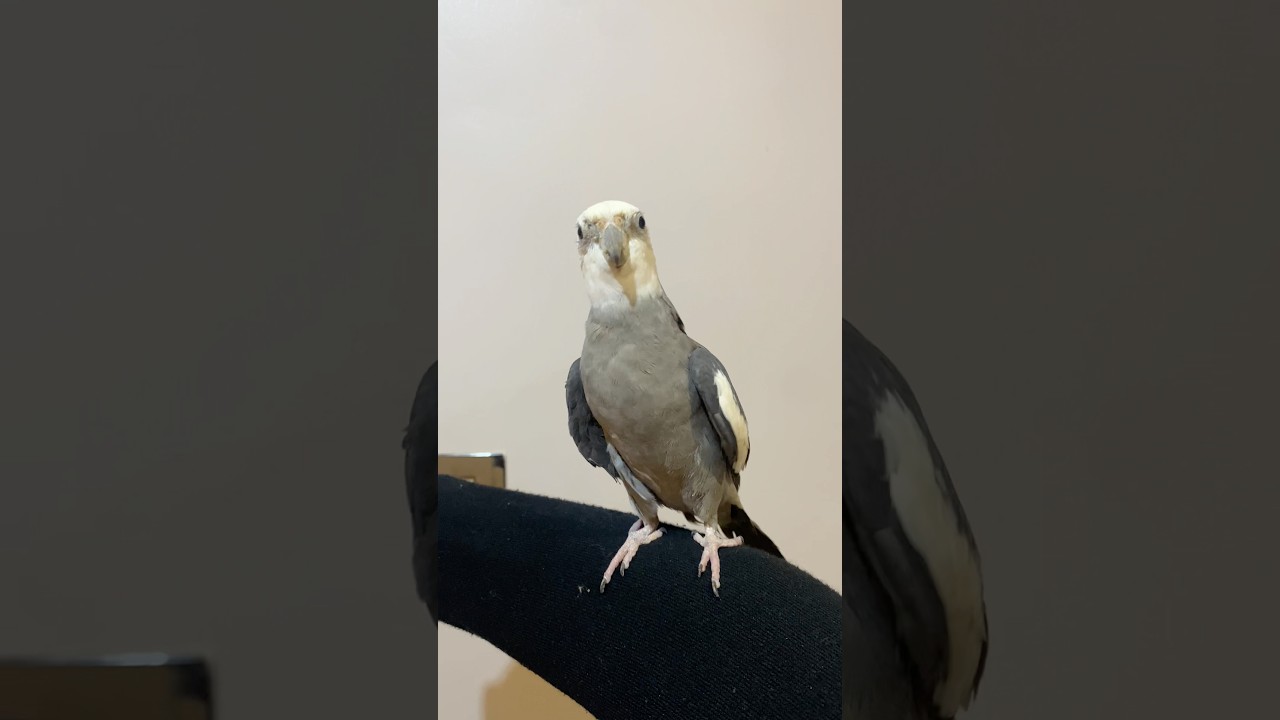 #birds #cockatiel #cockatielbird #birdsinging #cockatielsinging #bird #cutebirds