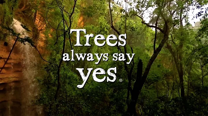 Trees Always Say Yes - Tree Wisdom by Vincent Karche