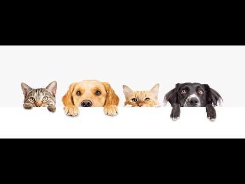 Video: Nalilito Ang Mga May-ari Ng Alaga Tungkol Sa Nutrisyon Sa Cat At Dog, Mga Nahanap Na Survey Ng PetMD