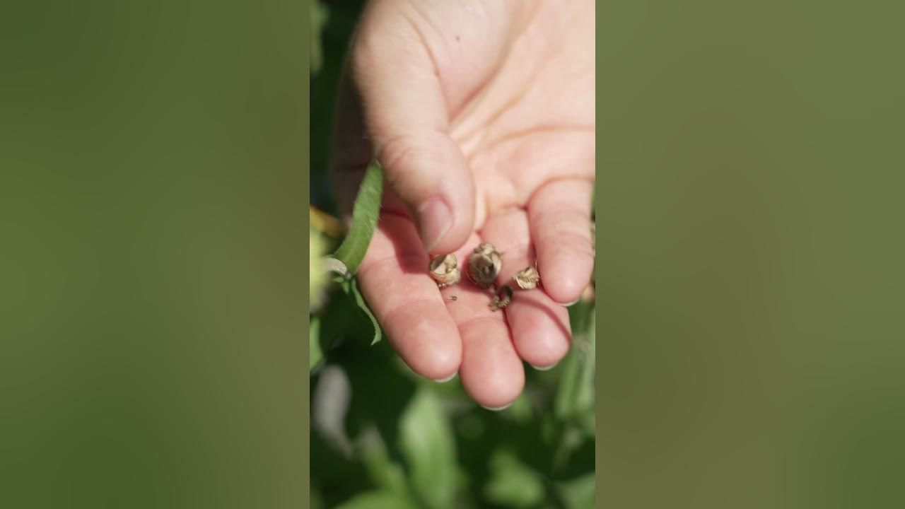 ask-a-gardener-how-do-i-save-seeds-youtube