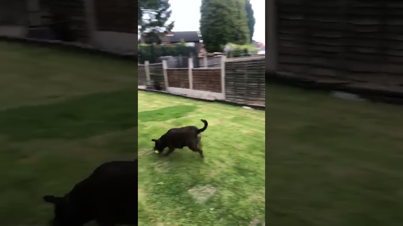 Dog Retrieves Tennis Ball Thrown from Leaf Blower