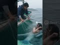 【衝撃映像】人魚、ほんとにいた...!? 網にかかった正体がこちら😳💦 #未確認生物 #驚きの瞬間 #なにこれ #aivideo #shorts