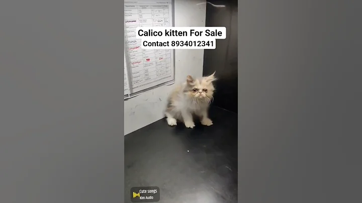 Video 10865861: persian cat calico kitten, persian cat kitten pet, persian cat kitten pure
