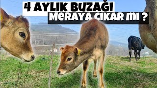 Buzağı Meraya Nasıl Alıştırılır ? Köyde Vlog