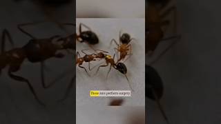 Ants Perform Surgery? Scientists Discovered Something Shocking! 😱🐜