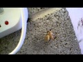 Tube Web Spider eats moth