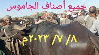 اسعار الجاموس الوالد والعشر والحلاب بسوق السبت اليوم