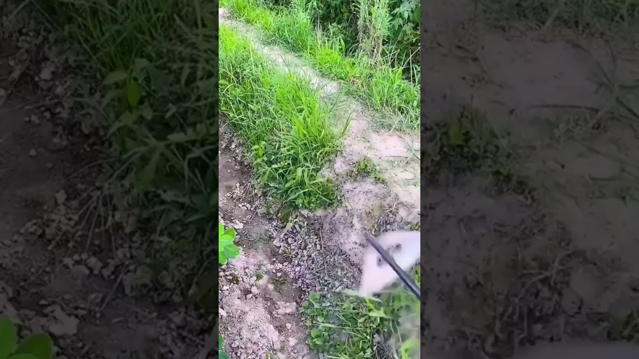 SHARPEST GARDEN KNIFE/TOOL🗡️!! 🤯🔥💯 