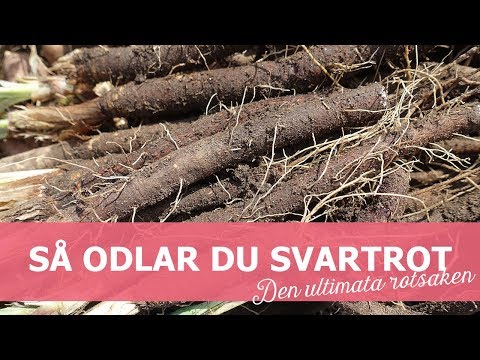 Video: Storbladig Gentian