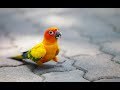 Funny & Tricks of Parrot and Bird Videos 2017