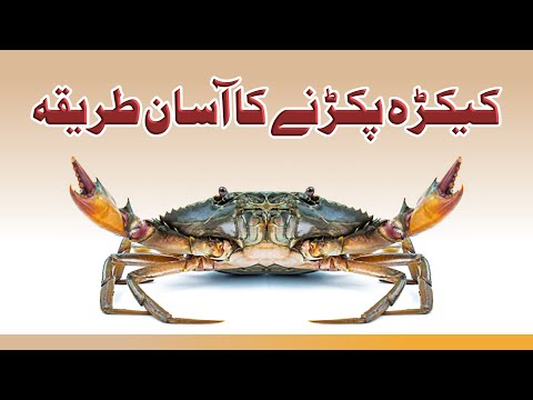 An Easy Wat To Catch Crab کیکڑے کو پکڑنے کا آسان طریقہ