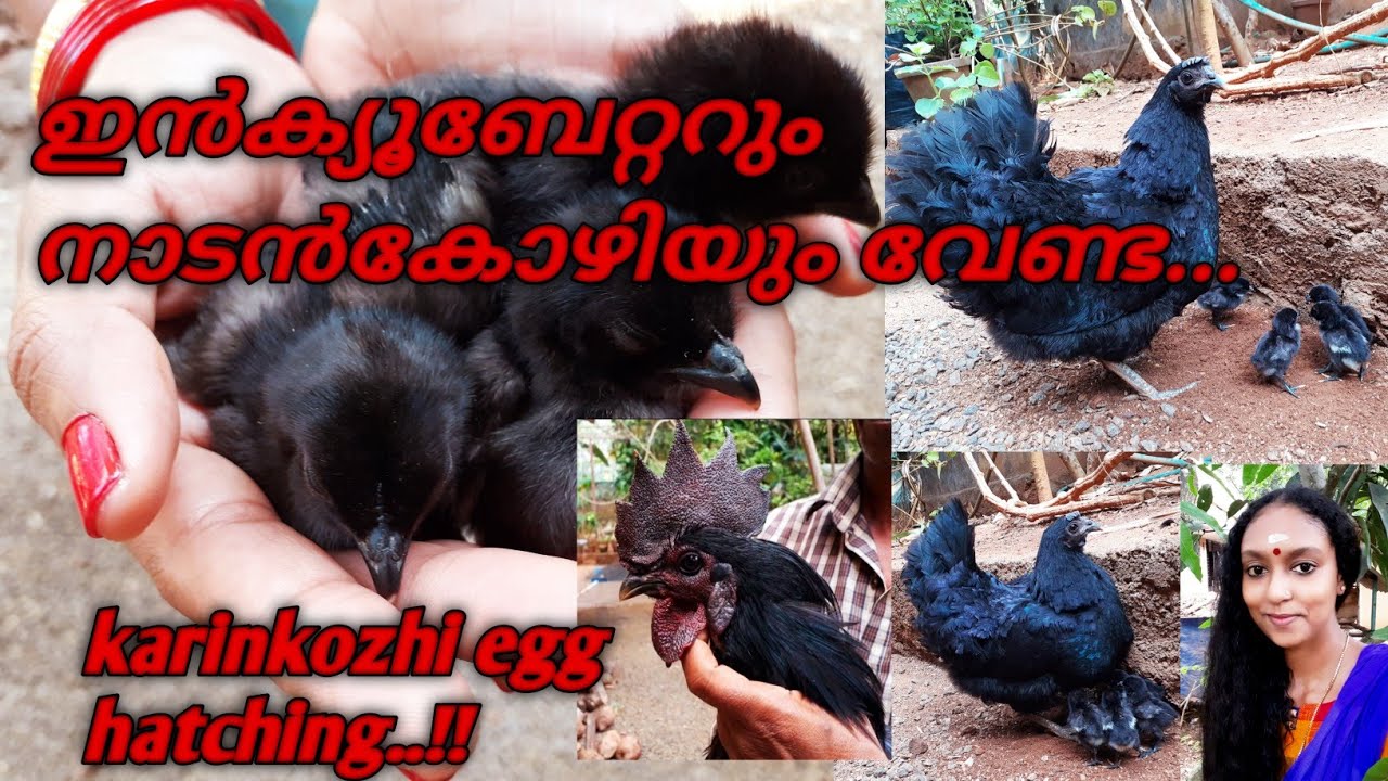 How to hatch karinkozhi eggs without incubator//Karinkozhi hatching