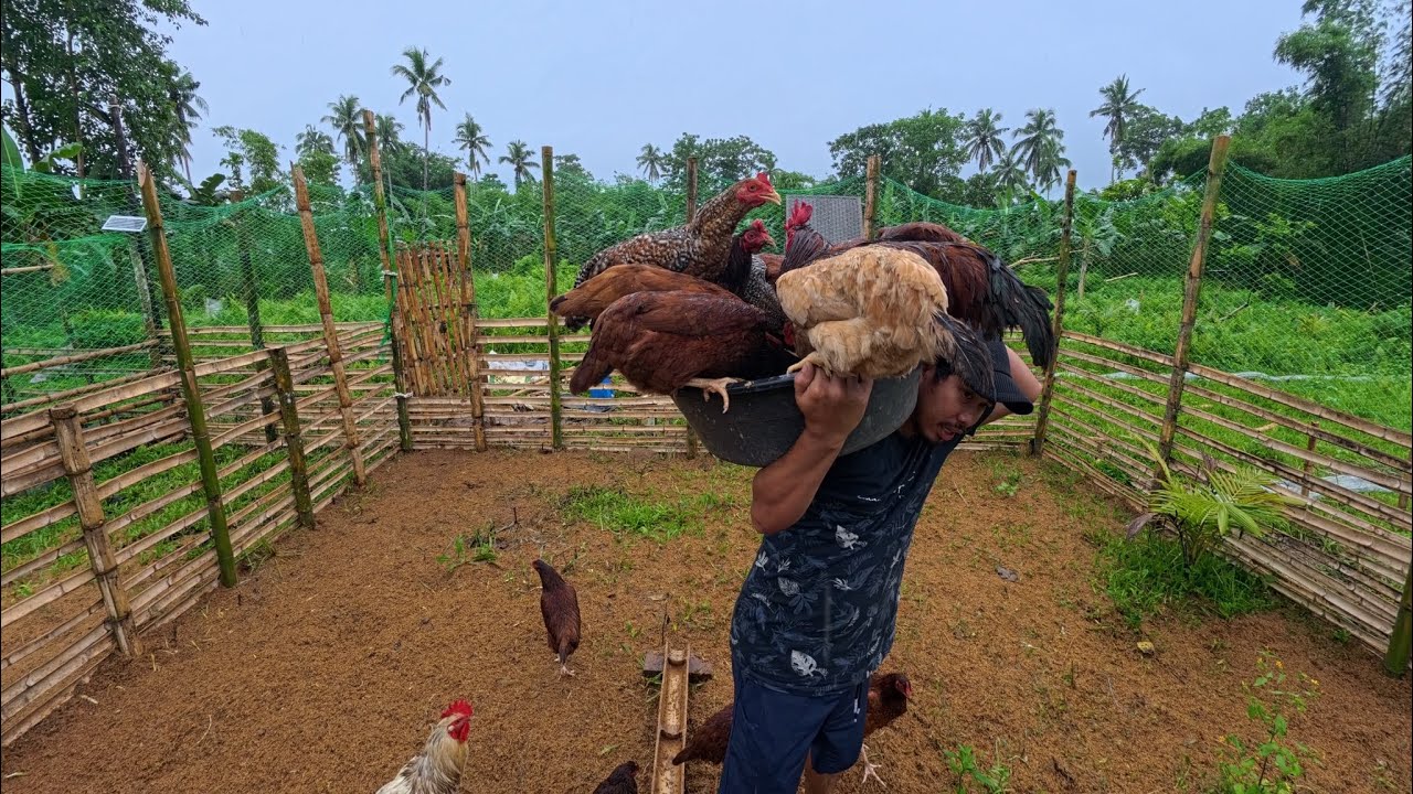 TAPOS na ang IMBAKAN ng mga ORGANIC FEEDS para sa mga ALAGA 