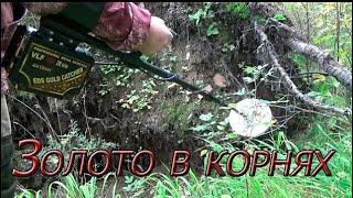 видео: Поиск самородного Золота в корнях металлоискателем! картинка: Поиск самородного Золота в корнях металлоискателем!