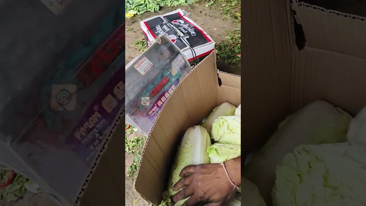 Chinese Cabbage 🥬 Rudrayani Agro India Producer & Supplier Company Pune | Suhas Bali 8208141046