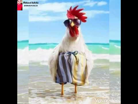 حالت واتس جديده احمد عامر