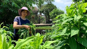 Thu hoạch cây bồ công anh phơi khô đun nước uống và những lợi ích của trà bồ công ảnh với sức khoẻ