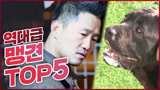 Kang Hyungwook's top 5 dog breeds to subdue alltime tyrant dogs
