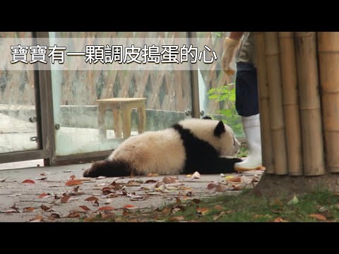《熊貓早晚安》寶寶有一顆調皮搗蛋的心 | iPanda