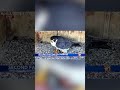 Rochester's peregrine falcon lays second egg of season