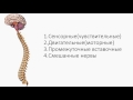 Нервная система Нейрон