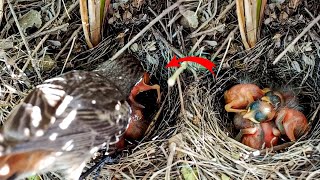 What is the baby of the Familiar chat bird doing in the nest? @BirdsofNature107