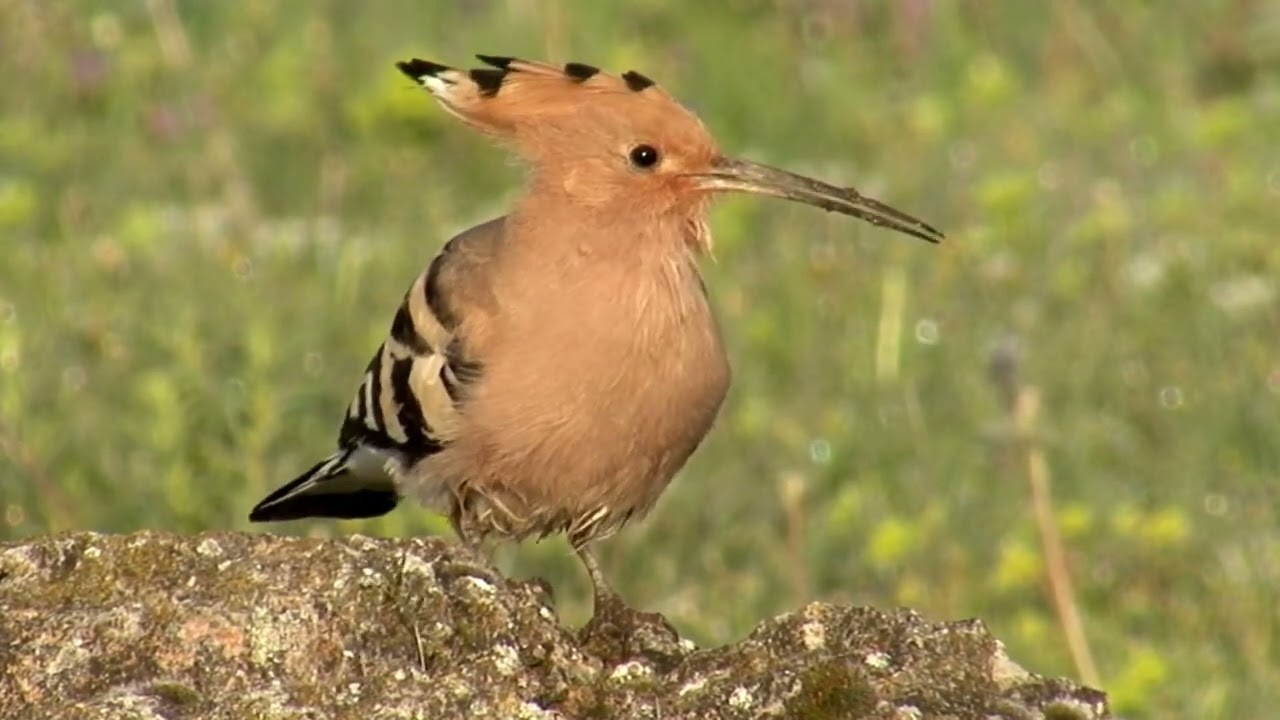 Hoopoe bird