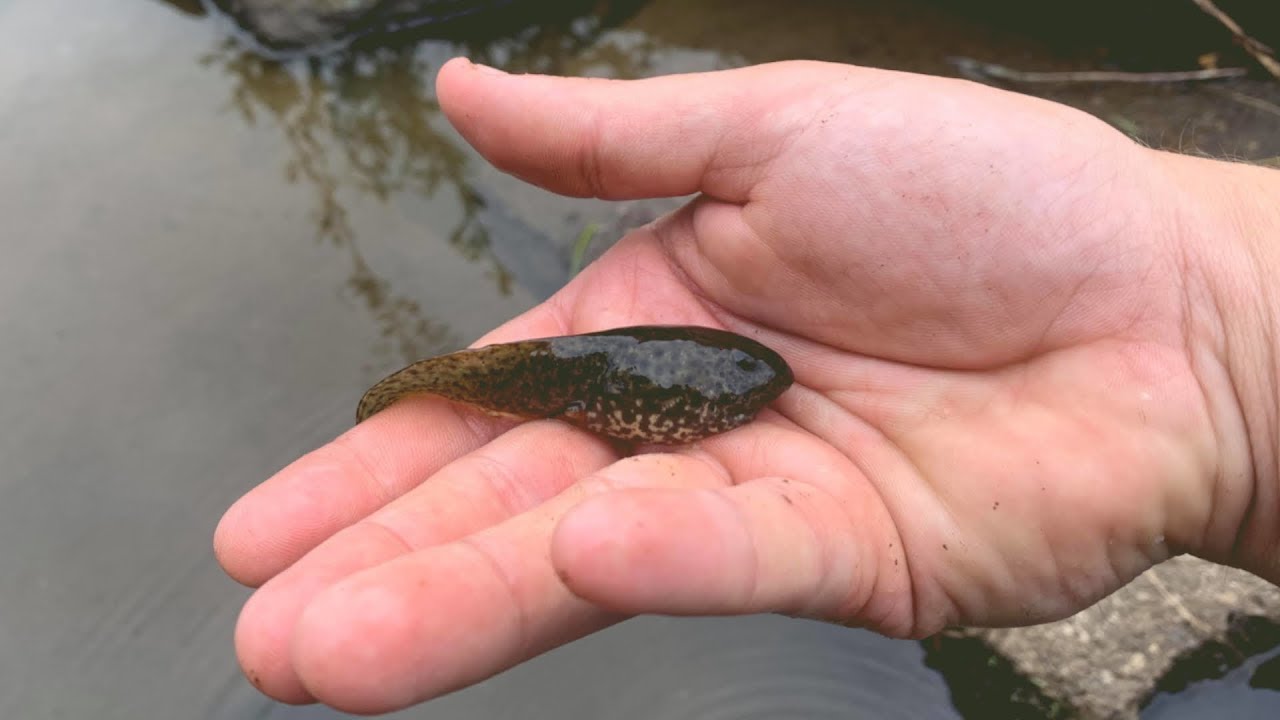 Bass love tadpoles! YouTube